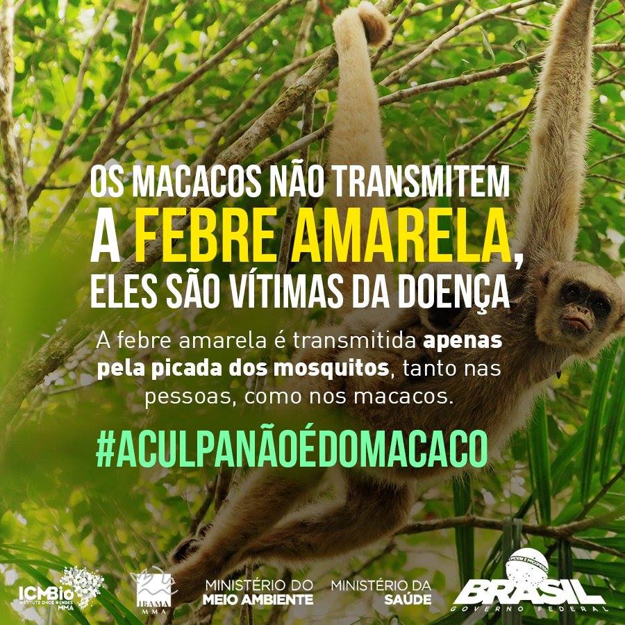 Macacos NÃO transmitem febre amarela