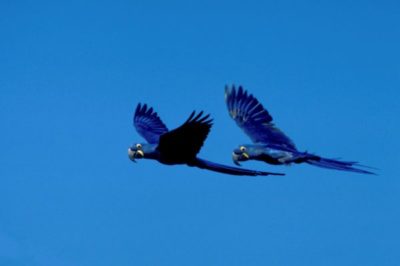 As aves invadem o Sesc Paraty